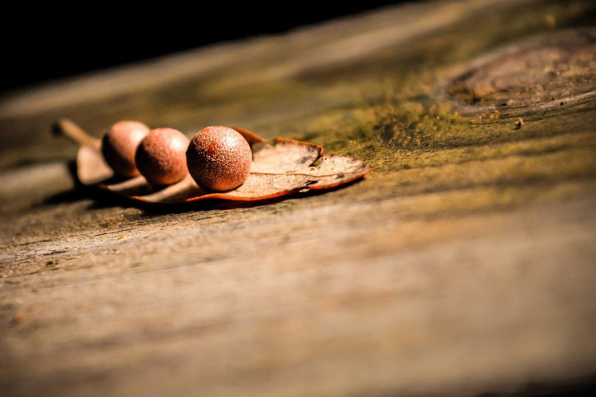 Intip Bocoran Spesifikasi OnePlus Watch 4: Akankah Jadi Raja Baru Smartwatch Premium?