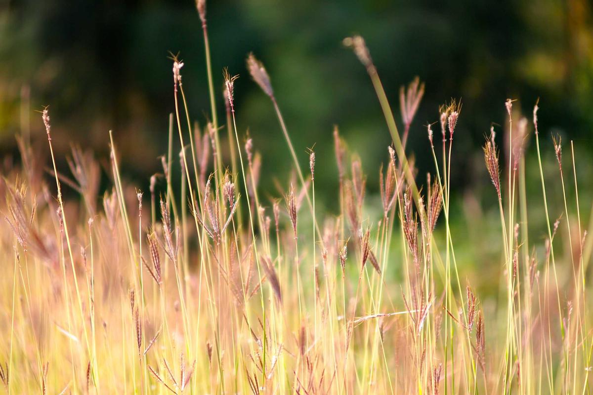 Spesifikasi Lengkap ADVAN Macha Watch, Smartwatch AMOLED dengan GPS untuk Anak Muda Aktif
